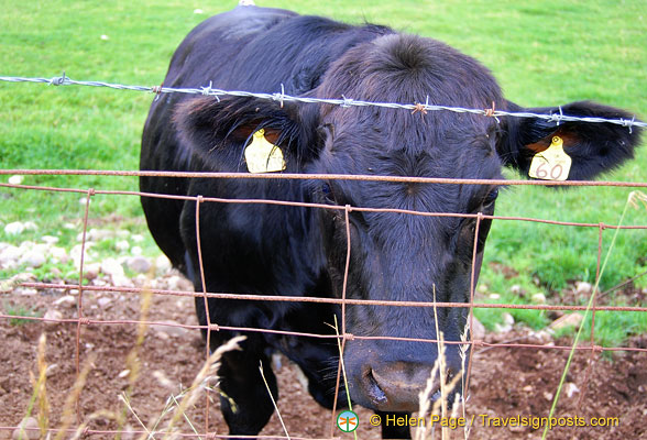 This cow wants to know what we're doing here