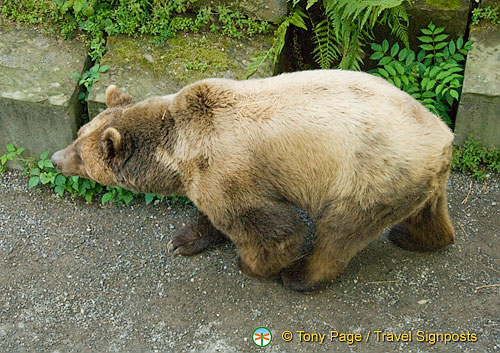 Berne Bear Pits and Rose Garden