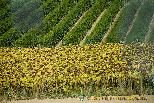 Lac Leman Road to Geneva