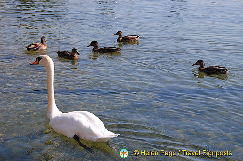 Lac Leman Road to Geneva