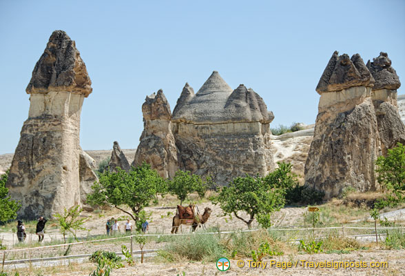 If you don't feel like walking in Monks Valley, there's always a camel nearby!