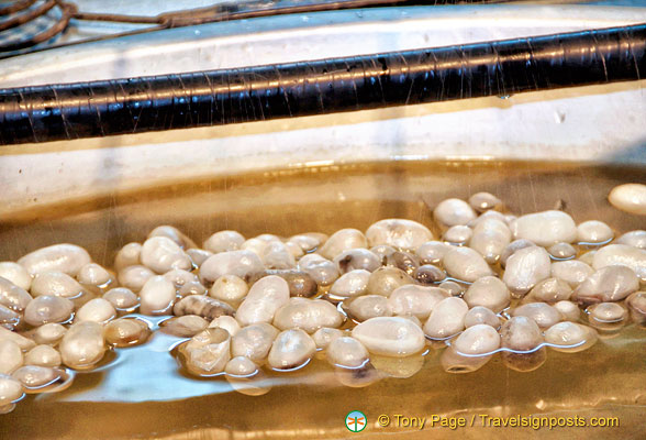 Cooking the cocoons to enable the silk threads to separate