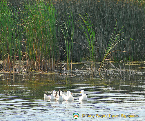 Kherson and Fisherman's Island