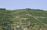 Vineyards of the Wachau Valley