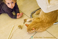 This little guy prefers the company of the cats at Neko Cafe