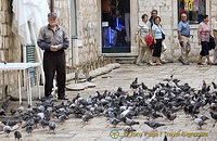 Pigeon feeding