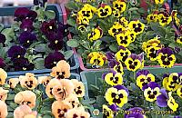 Flowers for sale in Dolac market