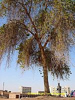 A lonely tree provides light relief from the sweltering heat.

[Unfinished Obelisk - Aswan - Egypt]