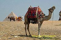 
[The Giza Plateau - The Great Pyramids - Egypt]