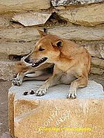 Alas! Could this be Anubis?
[Step Pyramid of Djoser - Saqqara - Egypt]