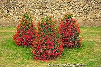 Nice shrubs outside castle wall - looks like Daleks
[Cardiff Castle - Cardiff - Wales]