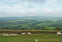 Some pink-looking sheep