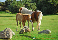 Dartmoor ponies