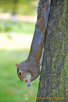 A stretched squirrel