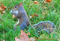 Chomping away at its nut