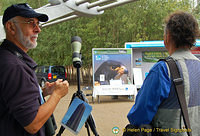 Tate's peregrines