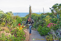 The plants chosen for this garden are able to withstand salt laden gales, hot summers and cold wet winters