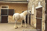 This beautiful Shire horse helps with daily beer deliveries - Tadcaster [Yorkshire - England]