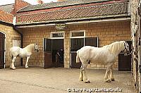 The renowned pair of Shire dray-horses, Tadcaster [Yorkshire - England]