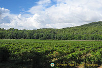 Cavaillon and Luberon, France