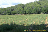 Cavaillon and Luberon, France