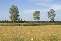 The Camargue - Provence, France