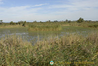 The Camargue - Provence, France