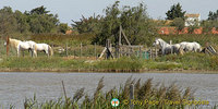 The Camargue - Provence, France