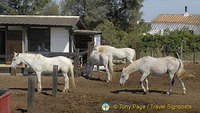 Stes. Maries-de-la-Mer, Camargue, France