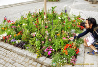 Summer blooms in Deggendorf