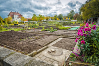 Cabbage beds