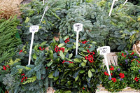 Christmas wreaths and trees