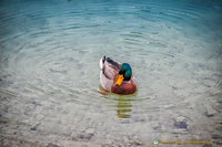 Mallard on Alpsee Lake