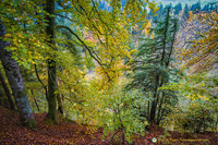 Alpsee nature reserve