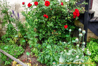 Marksburg Castle herb garden has some 150 medieval plants