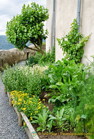 Marksburg Castle - Herb garden