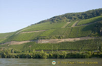 Vineyards at Bopparder Hamm