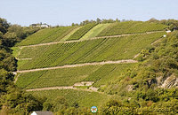 [Rhine Castles - Rhine River Cruise - Germany]