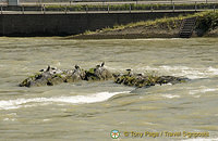 [Rhine Castles - Rhine River Cruise - Germany]