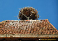 Stork nest