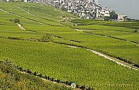 [Rudesheim - Rhine River Cruise - Germany]