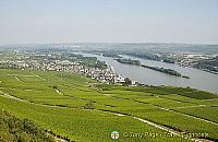 [Rudesheim - Rhine River Cruise - Germany]