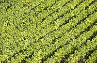 Vineyards of Rudesheim[Rudesheim - Rhine River Cruise - Germany]