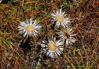 Wild flowers in Tegelberg