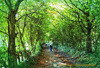 Beautiful path on the way out