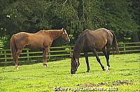 The Irish National Stud and Japanese Gardens