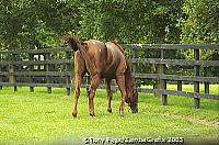 Even if you are not interested in horsebreeding, a tour of The National Stud is well worth doing 