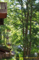 Lush green trees in Cortina d'Ampezzo