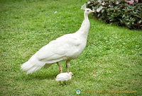 A peahen with her little chick