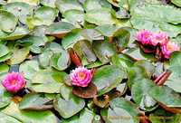 Isola Bella Garden water lilies